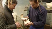 El cocinero Álvaro Garrido compra huevos de oca vasca El cocinero Álvaro Garrido compra huevos de oca vasca