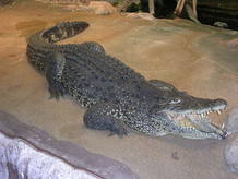 Cocodrilo cubano