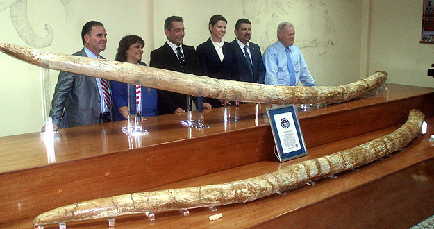Los colmillos m&aacute;s largos del mundo