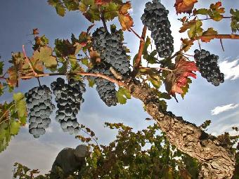 Ver v&iacute;deo  'Comando Actualidad - De vinos'