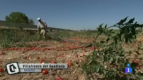 Ver v&iacute;deo  'Comando Actualidad -Villafranco del Guadiana - Cultivo para la producci&oacute;n de tomate concentrado'