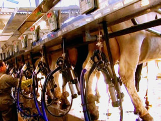 Ver v&iacute;deo  'Comando Actualidad - Barato, barato - El precio de la leche'