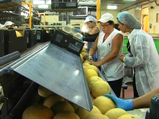 Ver v&iacute;deo  'Comando Actualidad - El negocio est&aacute; ah&iacute; fuera - Exportaci&oacute;n de verduras'