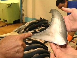 Ver v&iacute;deo  'Comando Actualidad - El negocio est&aacute; ah&iacute; fuera - Exportando aleta de tibur&oacute;n'