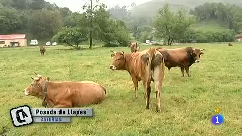 Ver v&iacute;deo  'Comando Actualidad - Renovarse o morir - Cabras francesas'