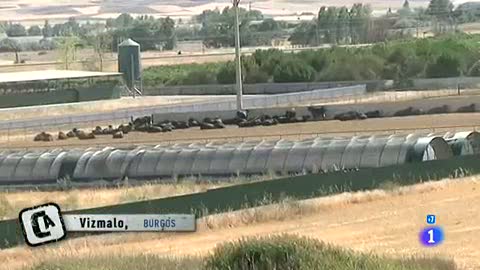Ver v&iacute;deo  'Comando Actualidad - Tengo futuro - Cr&iacute;a de buey de kobe en Burgos'