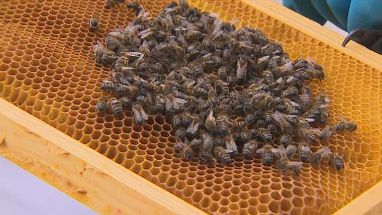 Se prohiben tres insecticidas que tienen efectos tóxicos sobre las abejas