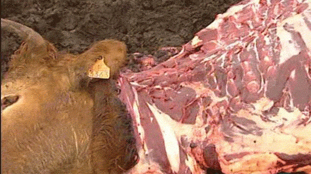 "Comer animales" de Jonathan Safran Foer 