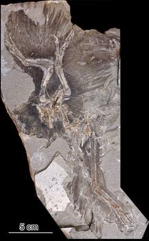 El esqueleto completo del especimen encontrado en China.