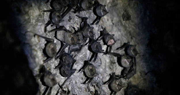 Una comunidad de murci&eacute;lagos en una cueva de Bangkok