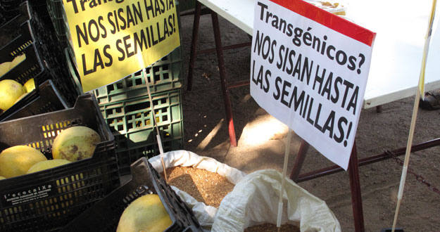 Concentraci&oacute;n en contra de los transg&eacute;nicos