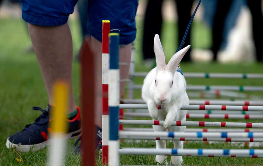 Conejo en una carrera de obstáculos