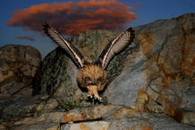 Conejos, aves y reptiles son las presas de este rapaz Conejos, aves y reptiles son las presas de este rapaz
