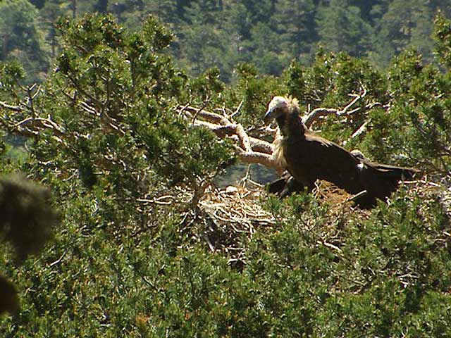 En Espa&ntilde;a se encuentra una de las reservas de Buitre Negro m&aacute;s importantes de Europa