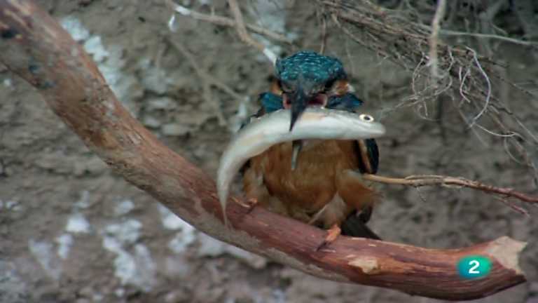 El hombre y la Tierra (Fauna ib&eacute;rica) - La conquista del agua, 2