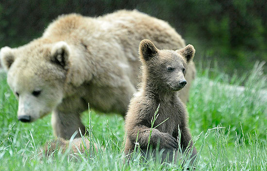 En contra de la reintroducci&oacute;n del oso
