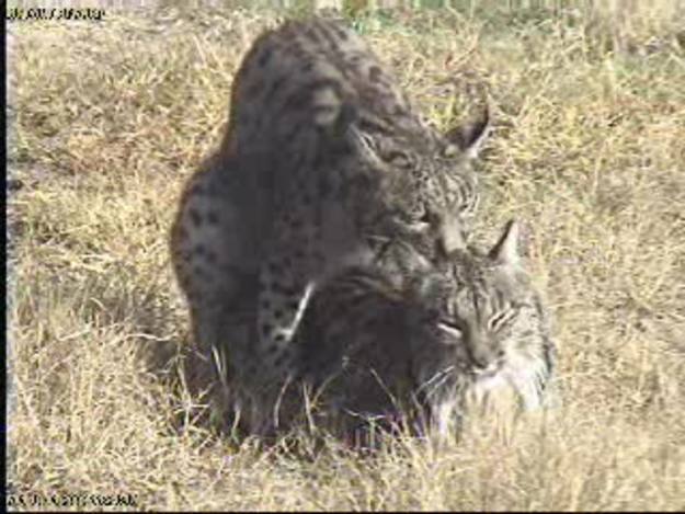 Ver v&iacute;deo  'La c&oacute;pula de dos linces en el Parque de Do&ntilde;ana'