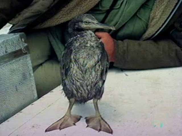 El hombre y la tierra - El cormor&aacute;n