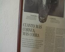 Art&iacute;culo de prensa que habla sobre rat&oacute;n