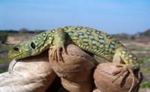 Lagarto ocelado (Timon lepidus) en el Corredor de Do&ntilde;ana.