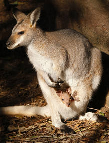 Una cr&iacute;a de canguro dentro del marsupio de su madre