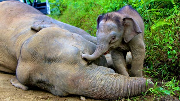 Cr&iacute;a de elefante pigmeo jutno a su madre muerta