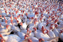 Un criadero de pavos dom&eacute;sticos