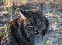 cronicas-lince