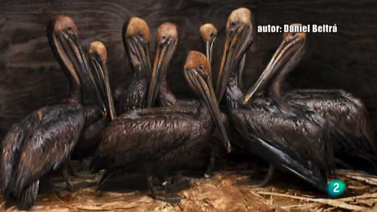 El escarabajo verde - Crudo dilema, 1&ordf; parte