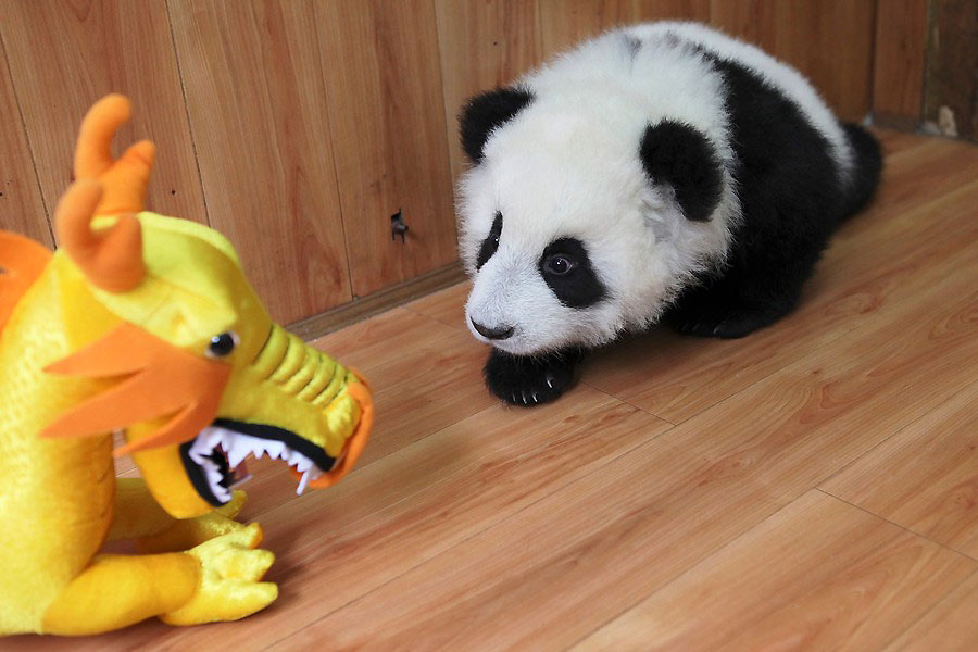 &iquest;Cu&aacute;l de los dos es el peluche?