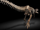 Ir al Video&nbsp;&iquest;Cu&aacute;nto pagar&iacute;as por tener un dinosaurio en tu sal&oacute;n?