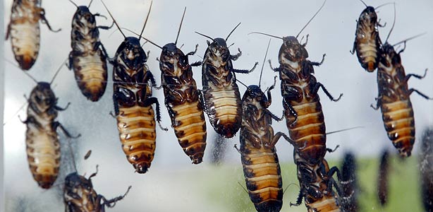 Cucarachas gigantes trepando por un cristalREUTERS Cucarachas gigantes trepando por un cristalREUTERS