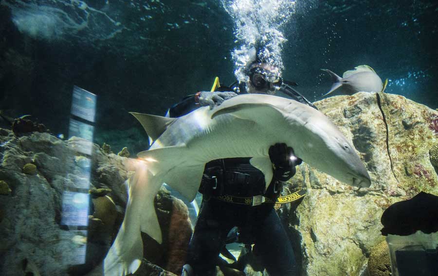 Cuidados a tiburones