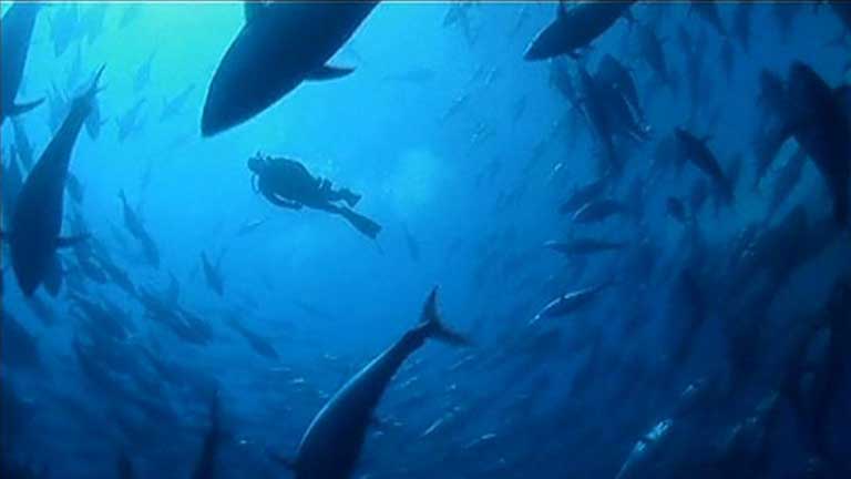 Plan científico en Pro de la supervivencia del atún logra resultados positivos