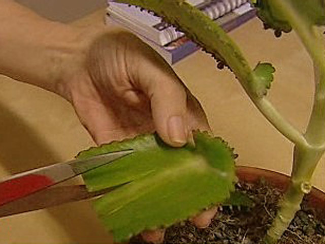 Espa&ntilde;a Directo - Curar con plantas