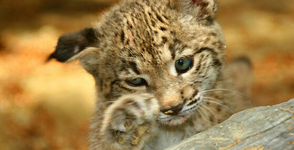 Cynara, uno de los cachorros de lince nacido en cautividad