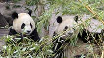 Ir al Video&nbsp;Po y Dede, dos osos panda del zoo de Madrid viajan a China
