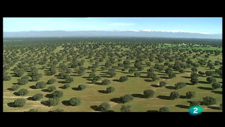El bosque protector - Las dehesas bosques abiertos
