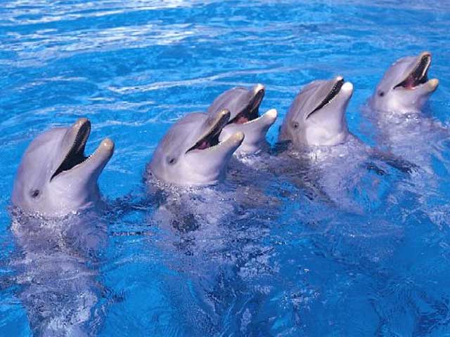 Ver v&iacute;deo  'Los delfines del Zoo de Madrid predicen que ganar&aacute; Espa&ntilde;a'