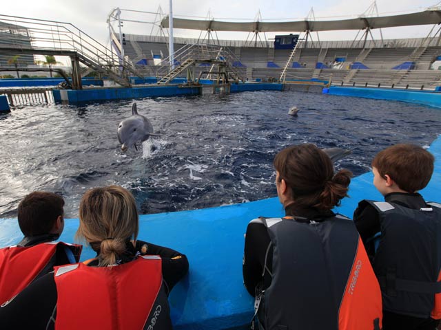 Delfinoterapia para combatir el autismo en el Oceanogr&agrave;fic de Valencia
