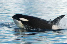 Depredadores, como las orcas, comen todo lo que pueden sin distinci&oacute;n