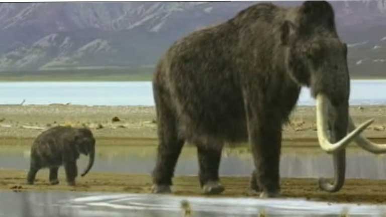 Nueva teoría sobre la desaparición de los mamuts