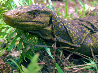 Ver v&iacute;deo  'Descubren en Filipinas una nueva especia de lagarto'