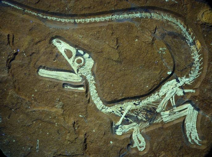 DESCUBREN FÓSIL DE DINOSAURIO DESCUBREN FÓSIL DE DINOSAURIO