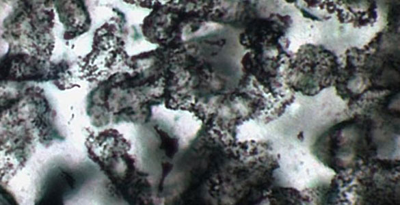 Descubren los fósiles más antiguos que se conocen, de hace 3.400 millones de años Descubren los fósiles más antiguos que se conocen, de hace 3.400 millones de años