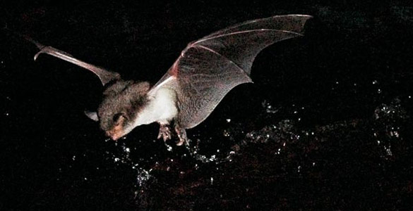 Descubren el primer murci&eacute;lago pescador en Europa