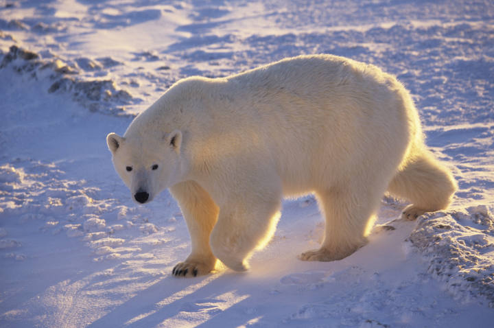 El deshielo del &Aacute;rtico amenaza la supervivencia de los osos polares