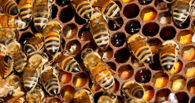 Detail of bee hive on the rooftop of the Tour d'Argent restaurant in Paris