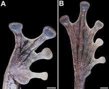 Detalles del 'pie' y 'mano' de la nueva especie