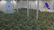 Ir al Video&nbsp;Detenidas 21 personas por el cultivo y tr&aacute;fico de marihuana entre Espa&ntilde;a y Holanda